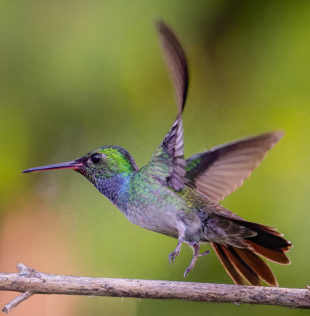 image Sapphire-throated Hummingbird